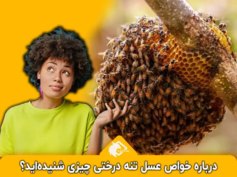 درباره خواص عسل تنه درختی چیزی شنیده‌اید؟_فروشگاه قارتال