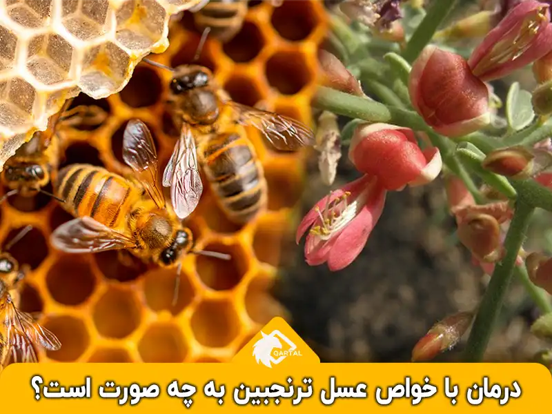 درمان با خواص عسل ترنجبین به چه صورت است؟_فروشگاه قارتال